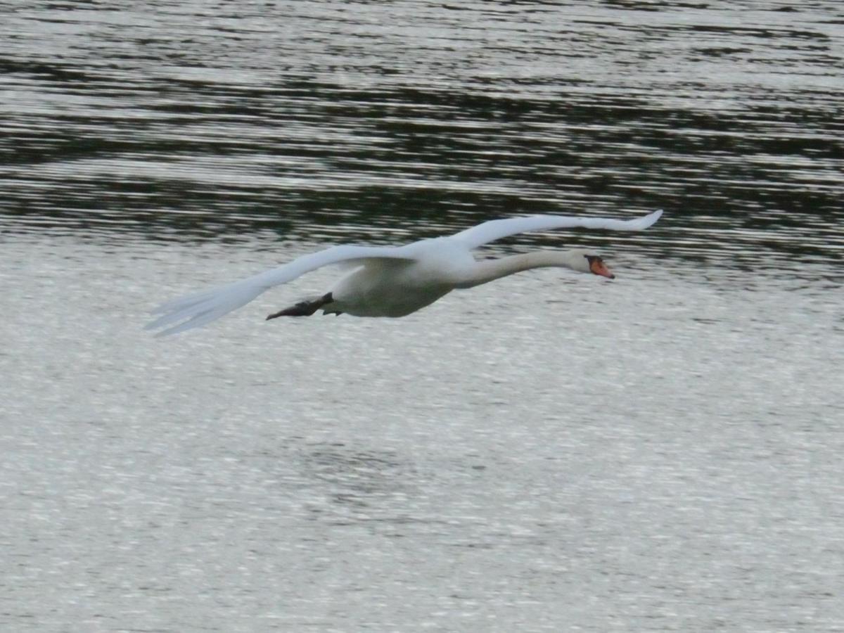 Les Cygnes Au Bord Du Loing Villa Montigny-sur-Loing Ngoại thất bức ảnh