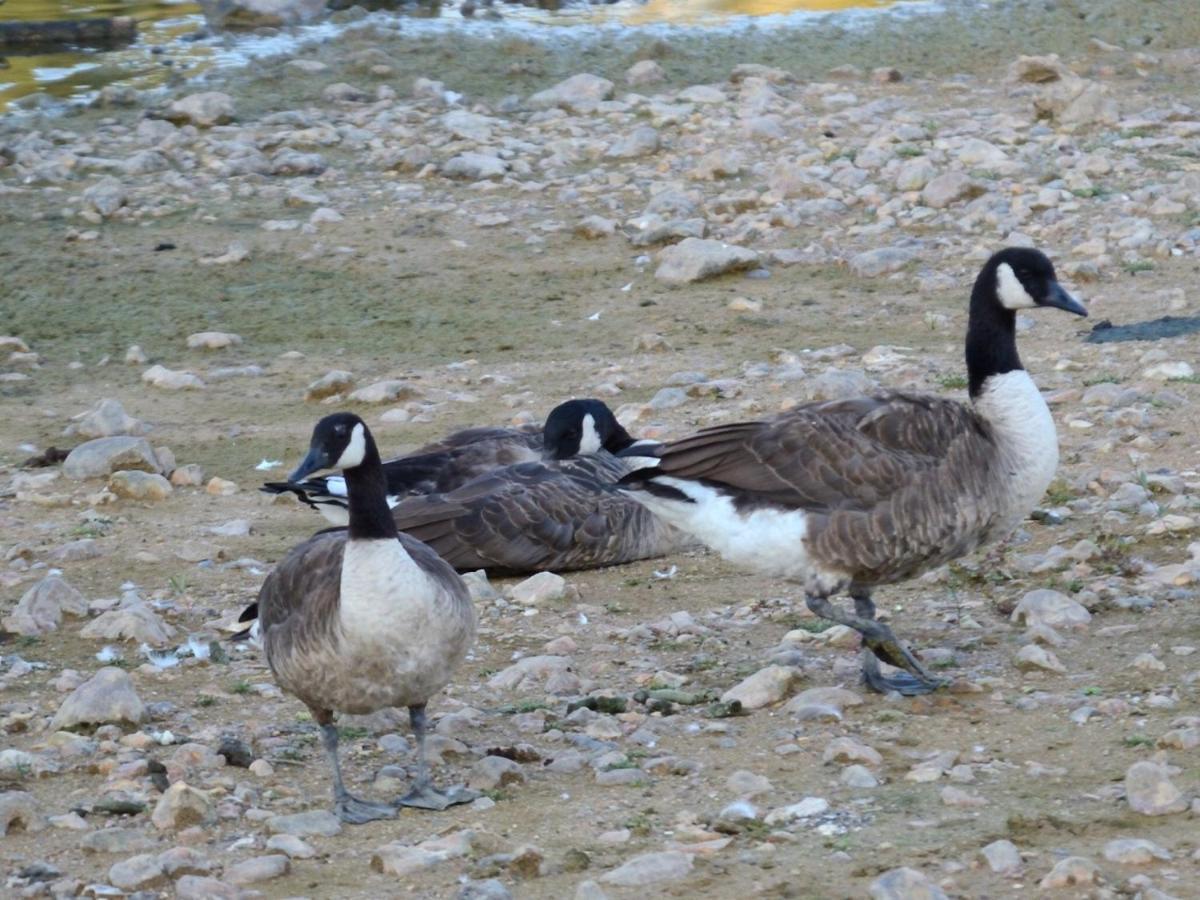 Les Cygnes Au Bord Du Loing Villa Montigny-sur-Loing Ngoại thất bức ảnh