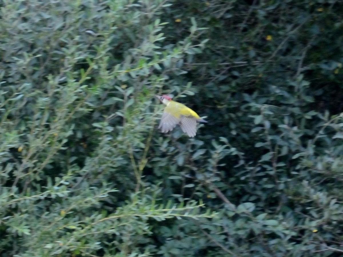 Les Cygnes Au Bord Du Loing Villa Montigny-sur-Loing Ngoại thất bức ảnh