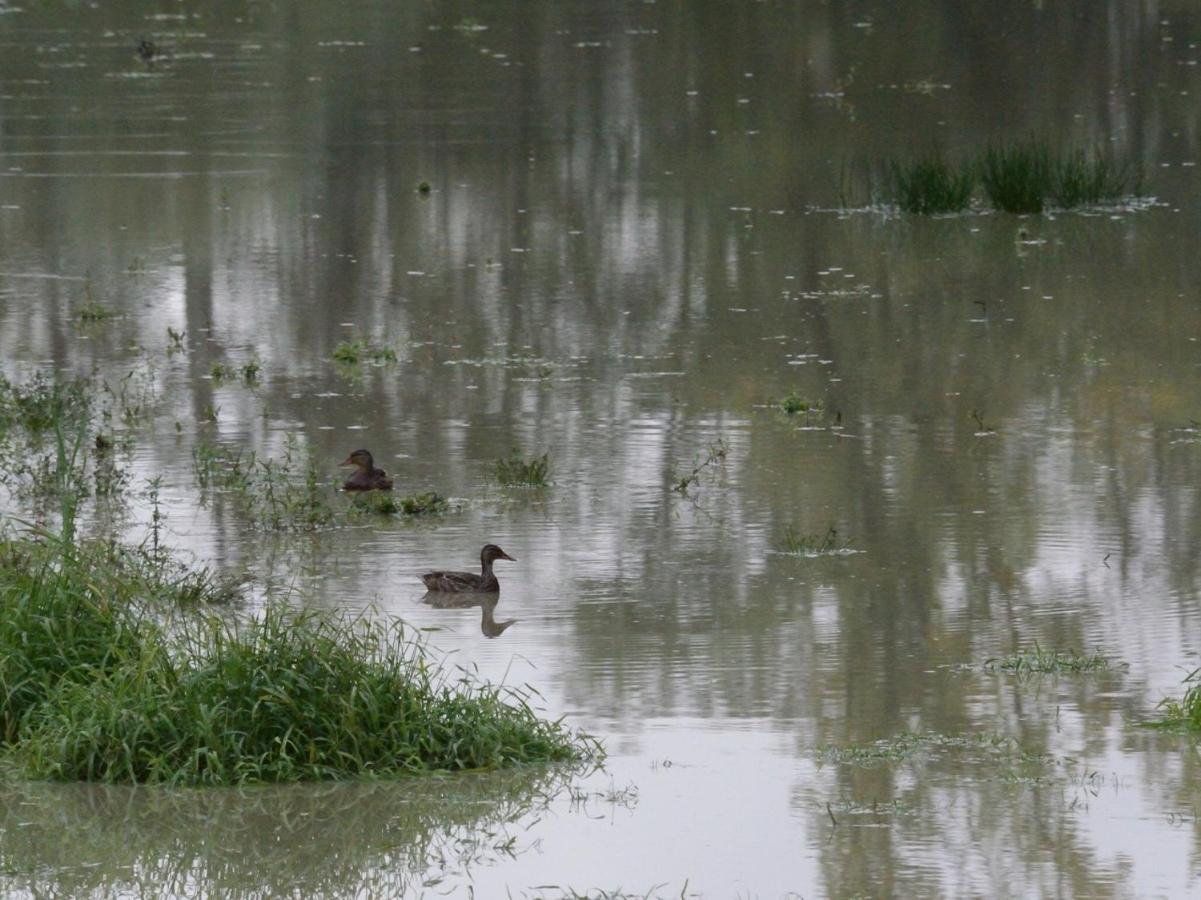 Les Cygnes Au Bord Du Loing Villa Montigny-sur-Loing Ngoại thất bức ảnh