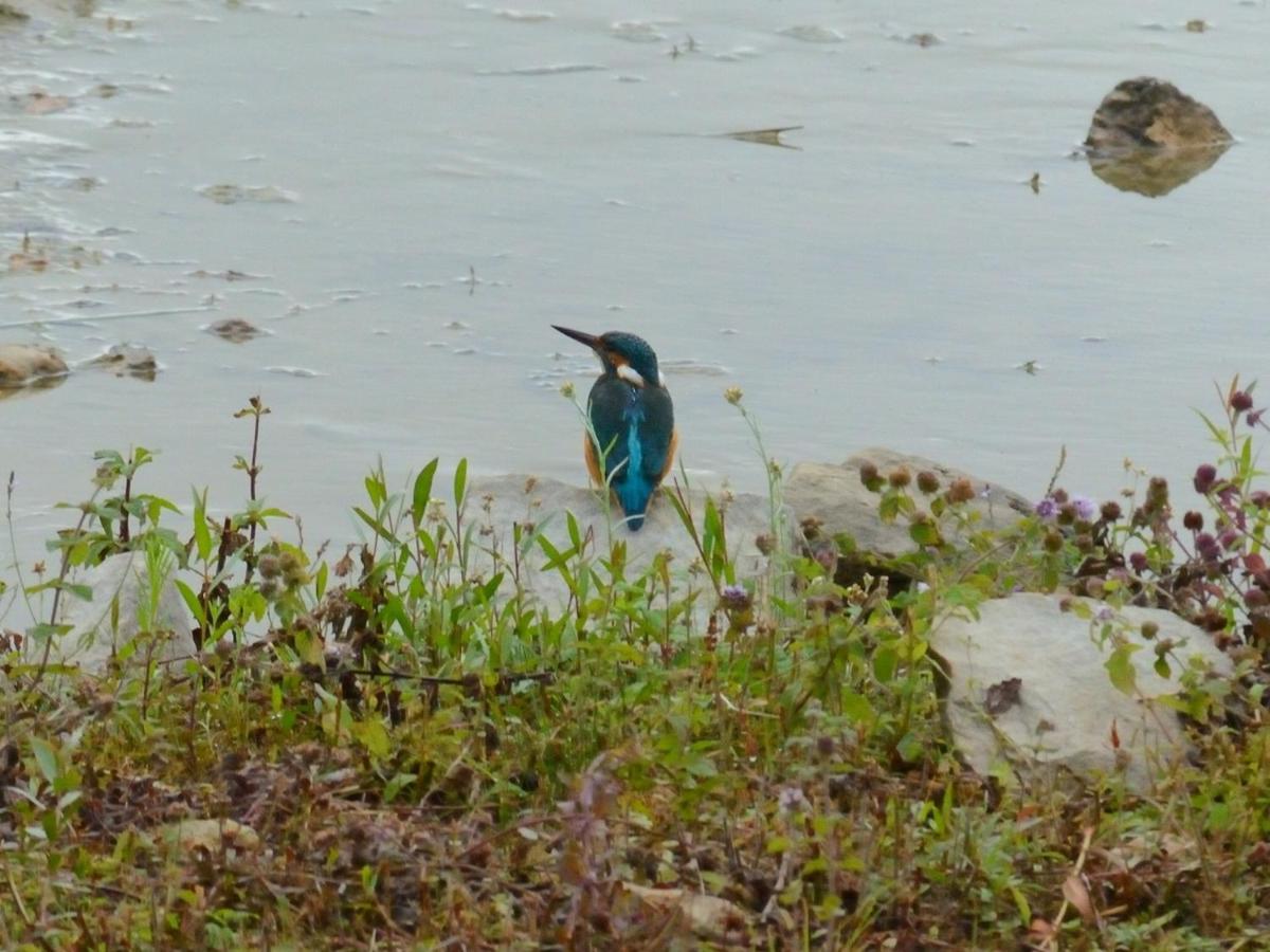 Les Cygnes Au Bord Du Loing Villa Montigny-sur-Loing Ngoại thất bức ảnh